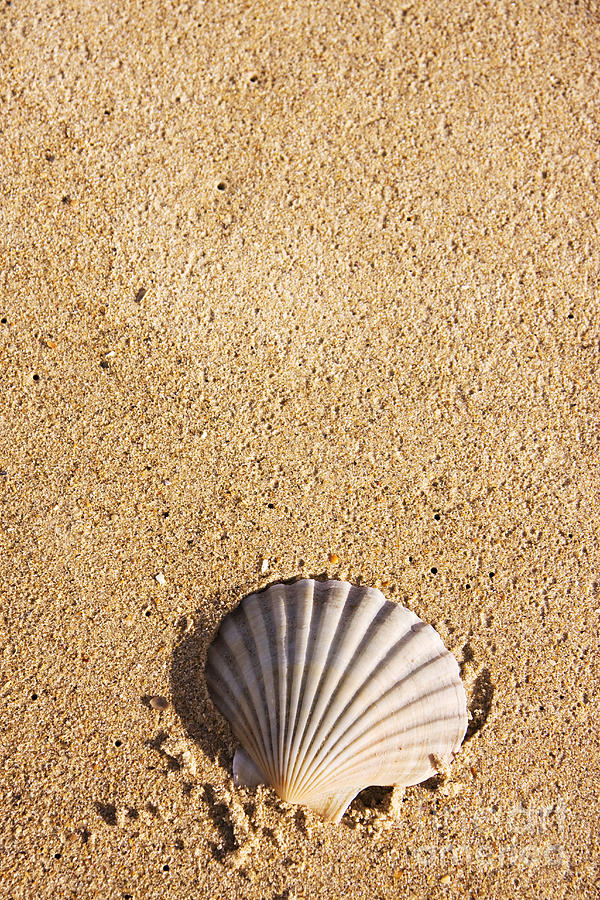 Seashell Photograph by Jorgo Photography