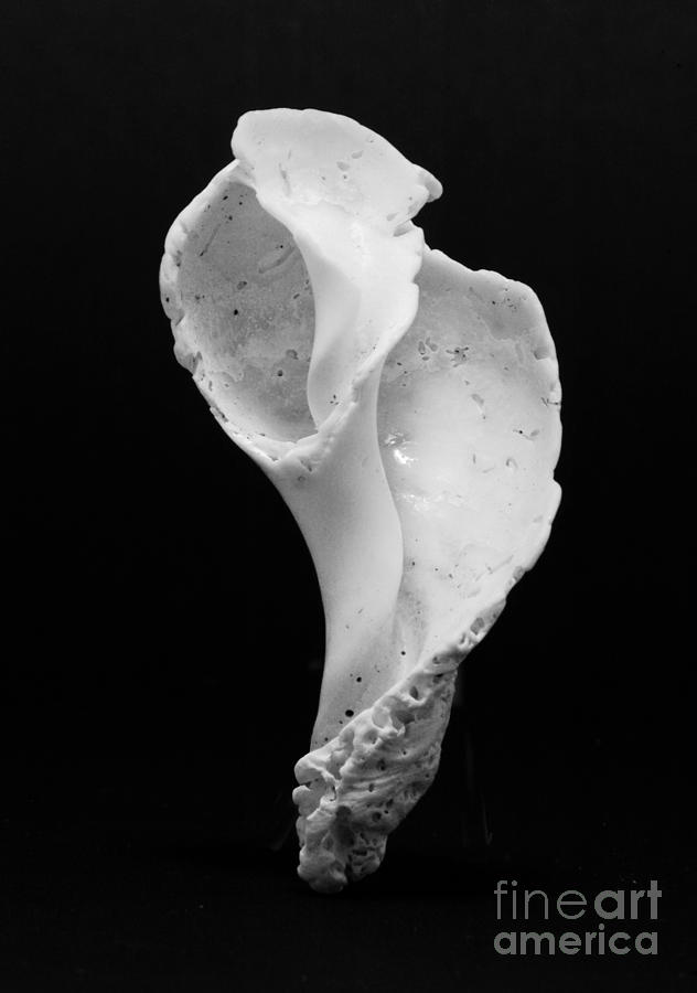 Abstract Photograph - Seashell by Simon Pocklington