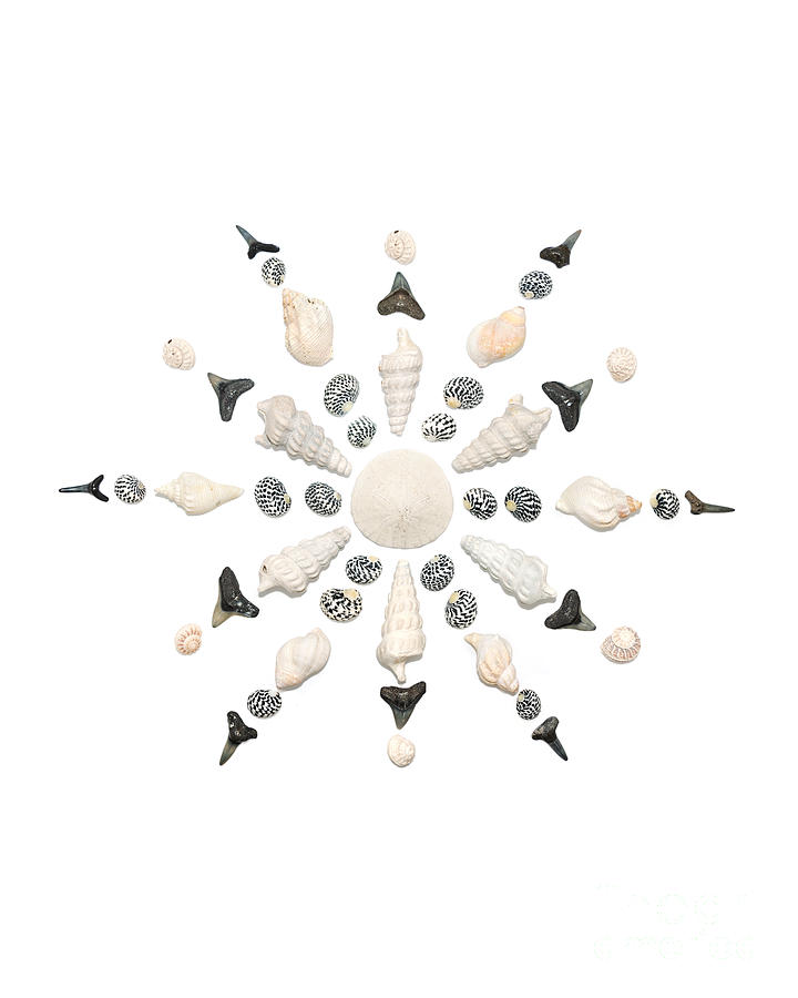 Shell Photograph - Seashell Snowflake 3 by Jennifer Booher