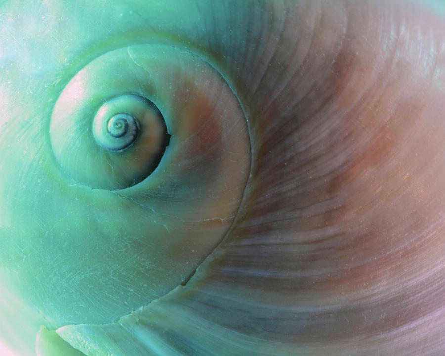 Seashell Spiral Design Photograph by Angela Murdock