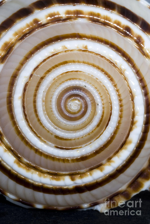 Seashell Spirals Photograph by Bill Brennan - Printscapes