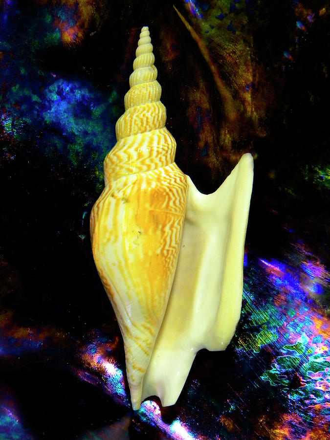Seashell Strombus listeri Photograph by Frank Wilson