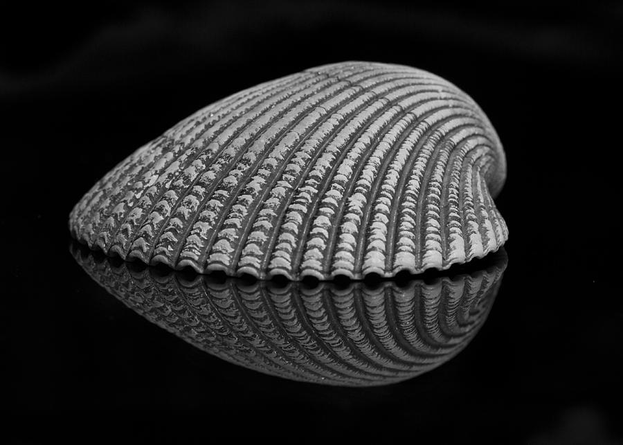 Abstract Photograph - Seashell Study by Morgan Wright