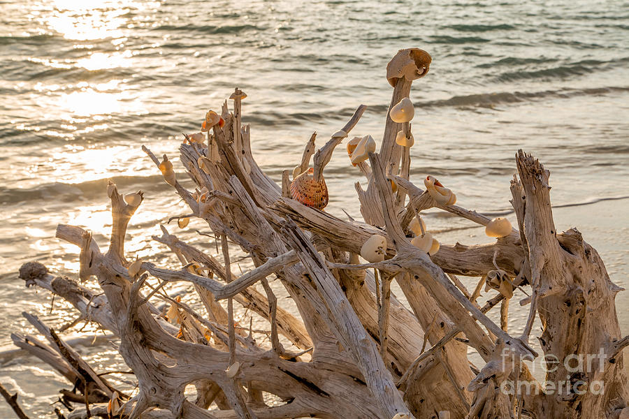 Seashell Stump Photograph by Karin Pinkham