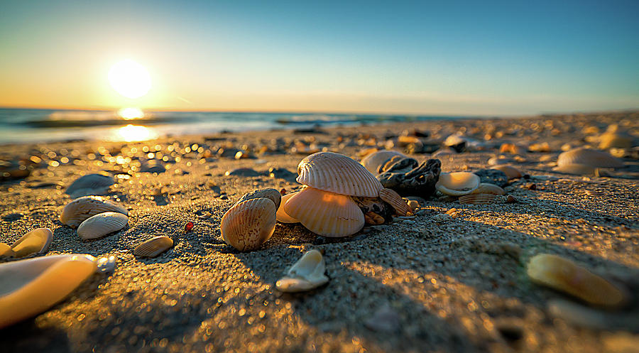 Seashell Sunrise Photograph by R Scott Duncan
