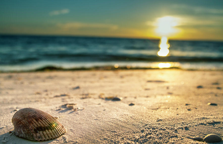 seashells on the beach sunset