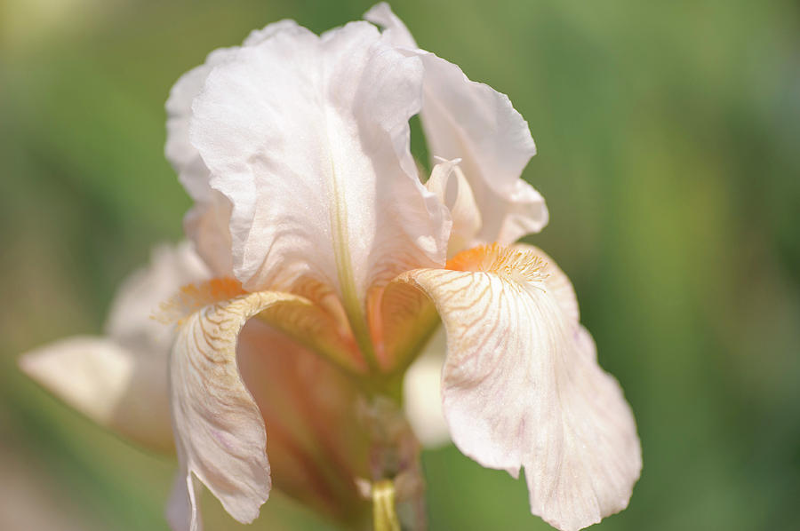 Seashell. The Beauty of Irises Photograph by Jenny Rainbow