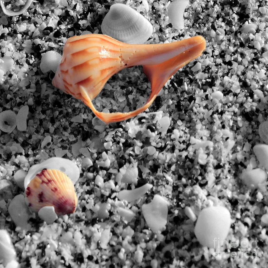Seashell Tote Photograph by Robert Wilder Jr