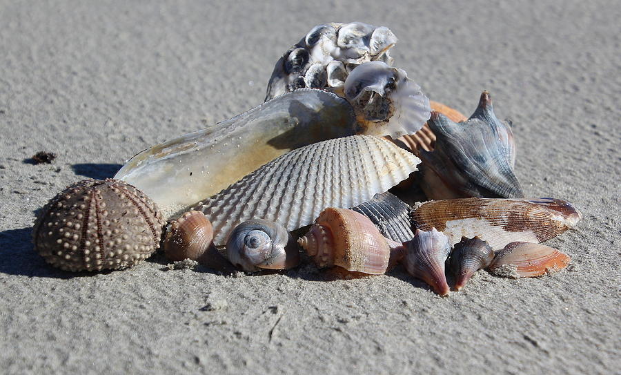 Nature Photograph - Seashell Treasures by Rosanne Jordan
