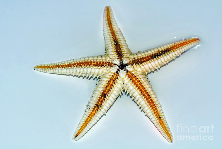 Seashell Wall Art 3 - Starfish Photograph