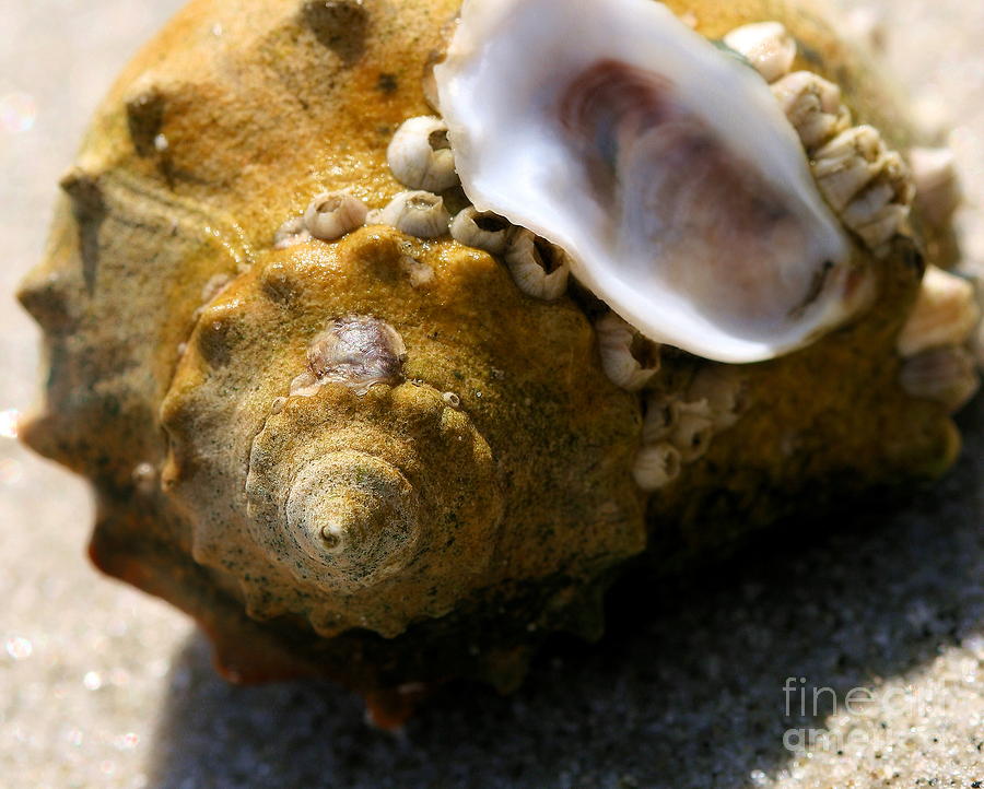Seashells on seashells Photograph by Angela Rath