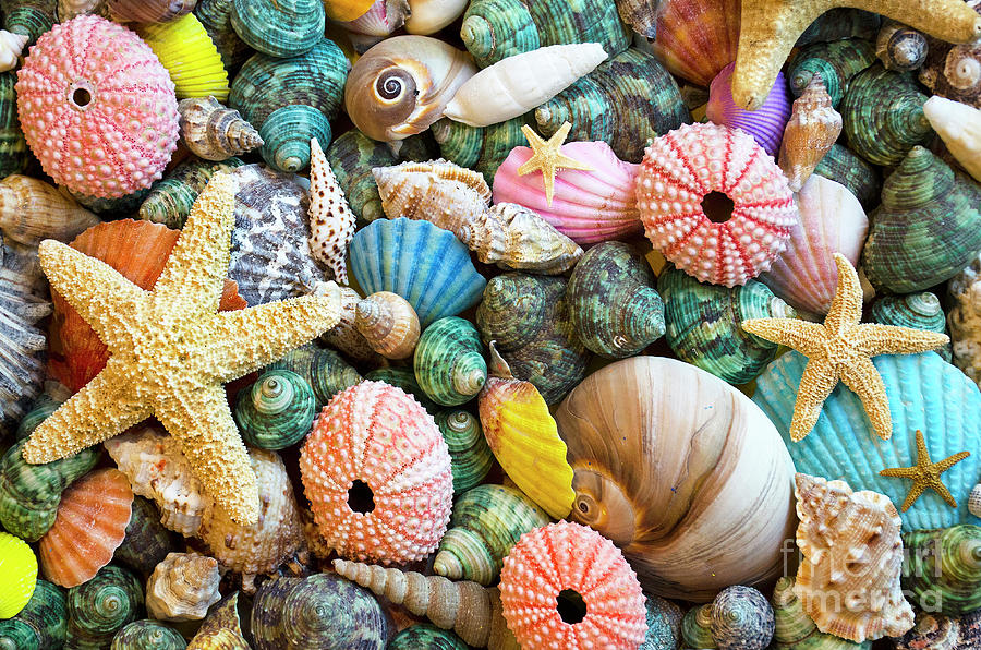 Seashells 12 Photograph by Bob Christopher