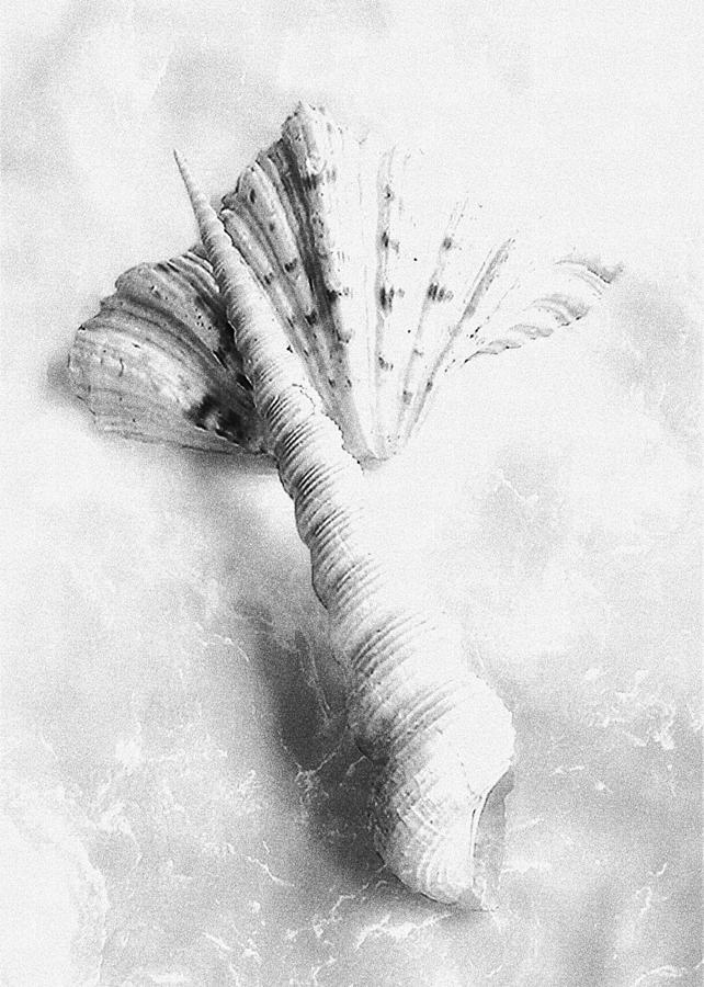 Seashells #2 in Black and White Photograph by Louise Kumpf
