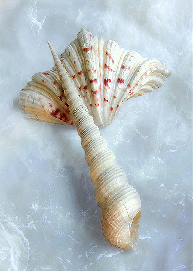 Seashells #2  Photograph by Louise Kumpf