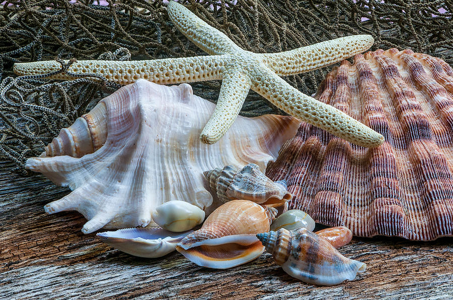 Seashells 2 by Randy Walton Seashells 2 by Randy Walton