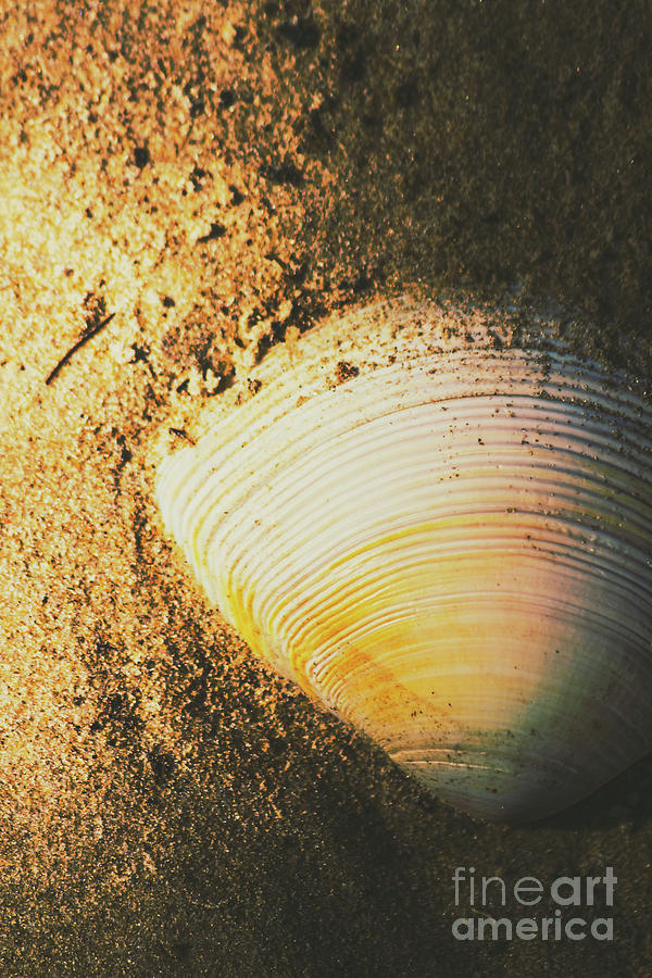 Nature Photograph - Seashells and beach colours by Jorgo Photography