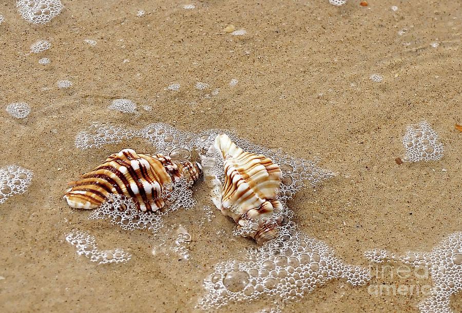 Seashells and Bubbles 2 Photograph by Kaye Menner