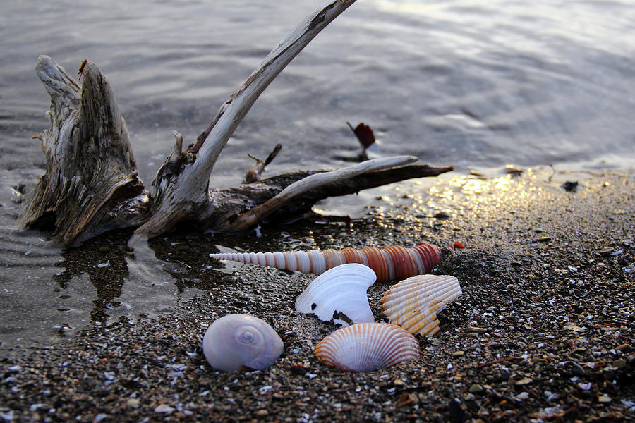 Seashells and Driftwood Photograph by Angela Murdock
