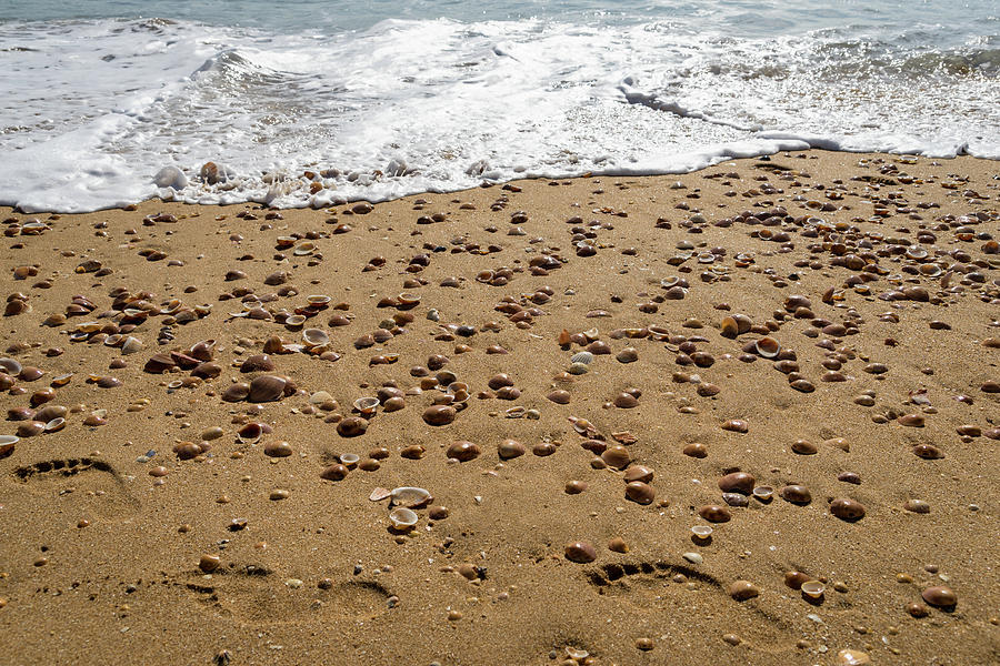 Seashells and Footsteps - Lets Go to the Beach Photograph by Georgia Mizuleva