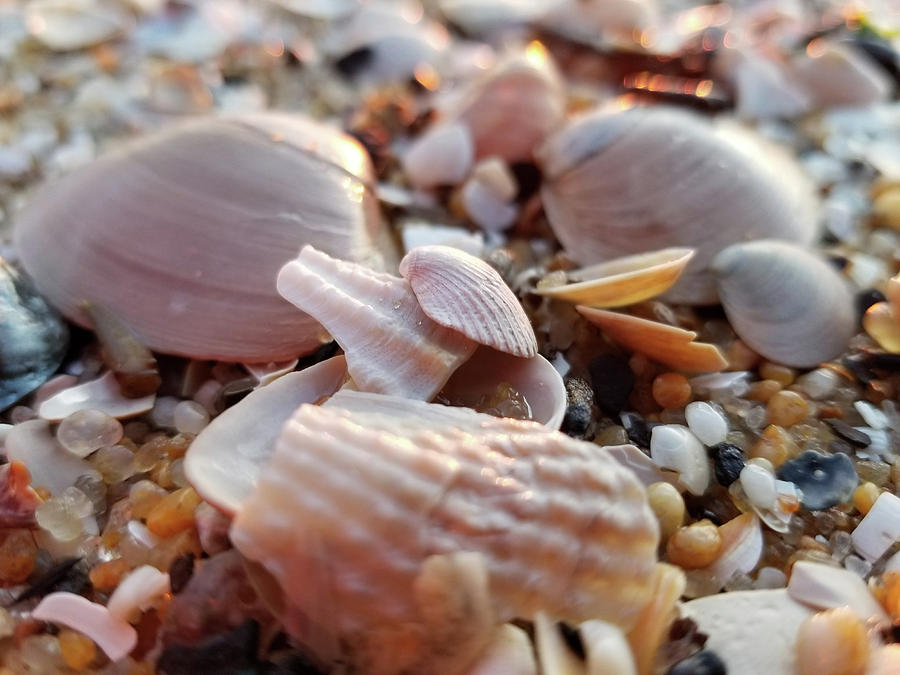 Seashells and Pebbles Photograph by Robert Banach