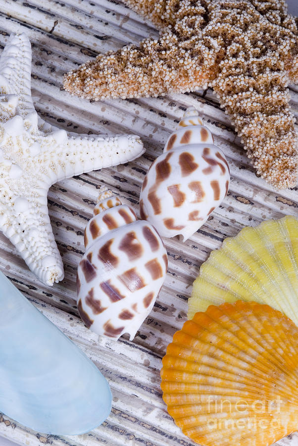 Seashells and Starfish Photograph by Bill Brennan - Printscapes