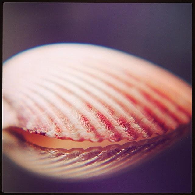 Nature Photograph - Seashell by Hermes Fine Art