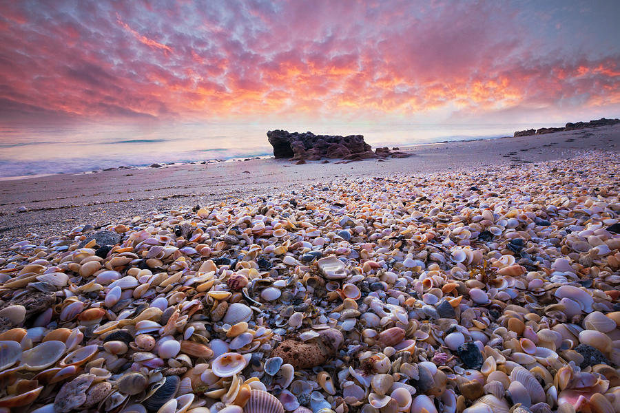 Seashells at Sunrise Photograph by Debra and Dave Vanderlaan - Fine Art ...