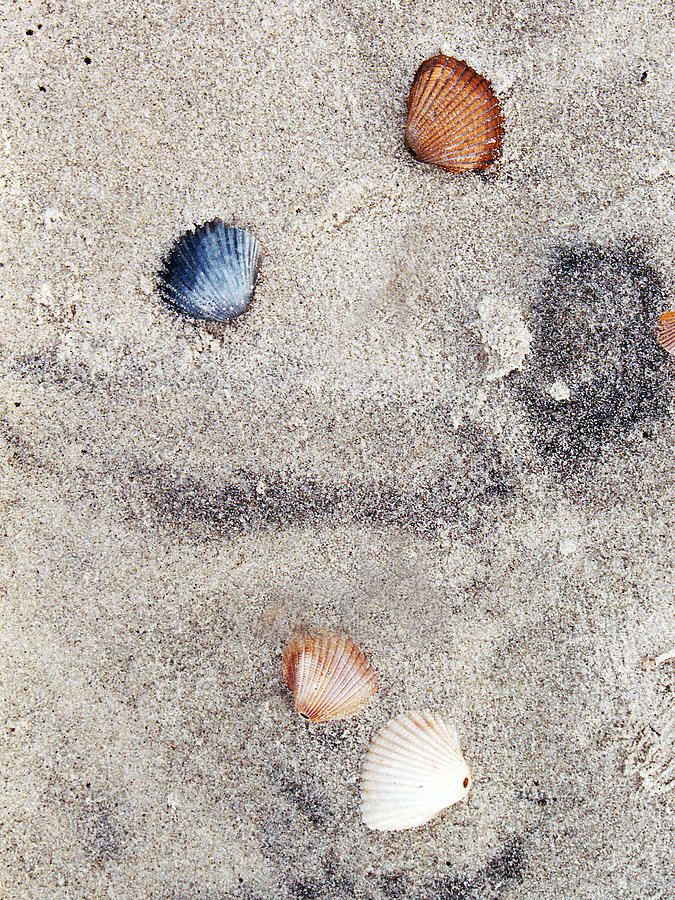 Seashells by the Seashore  Photograph by Barry Jones