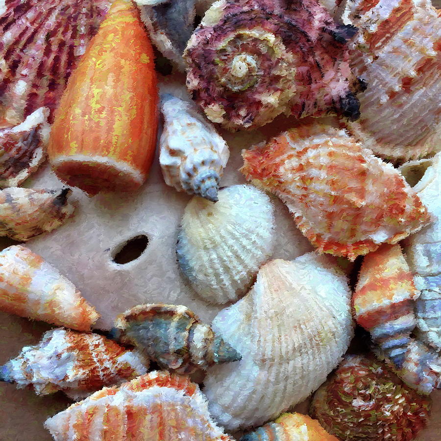 Seashells by the Seashore Photograph by Dana Roper