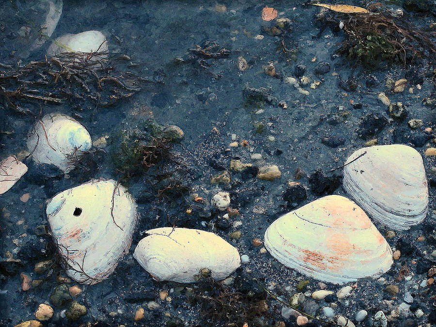 Seashells by the Water Photograph by Colleen Kammerer
