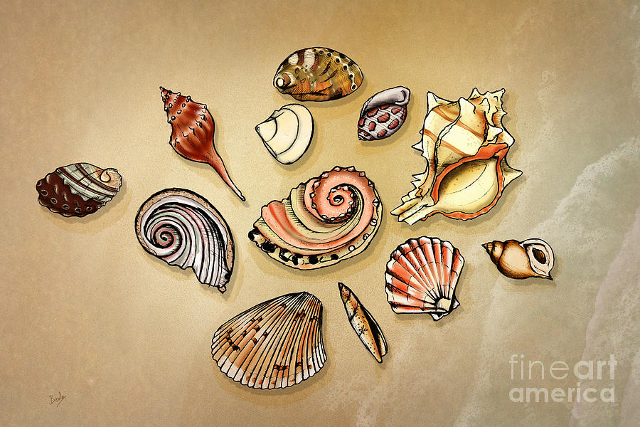 Nature Digital Art - Seashells Collection by Peter Awax