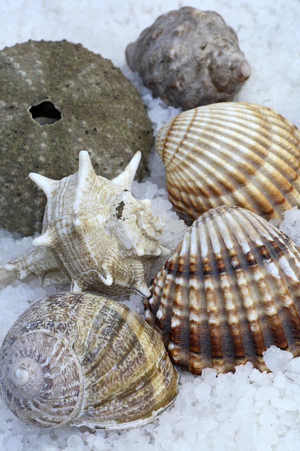 Shell Photograph - Seashells by Frank Tschakert