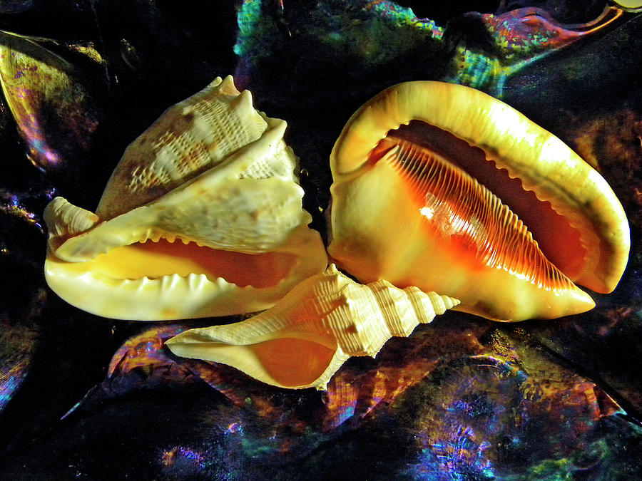 Seashells Photograph by Frank Wilson