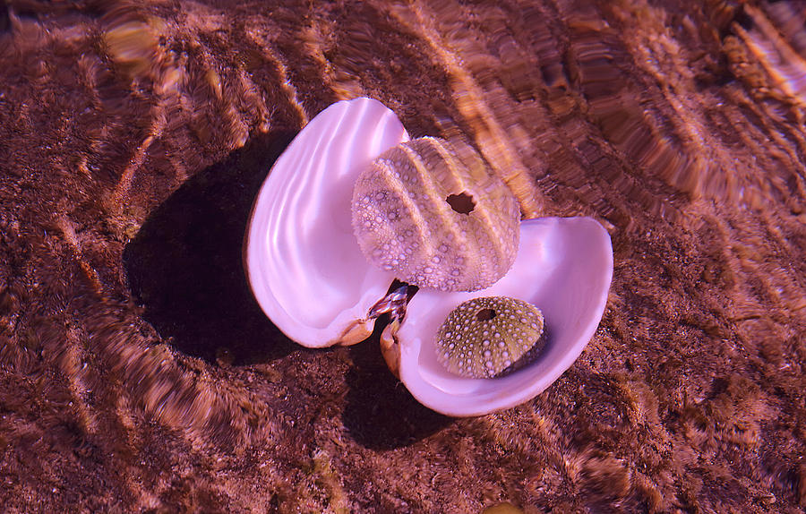 Seashells From Abalone Cove Photograph by Viktor Savchenko