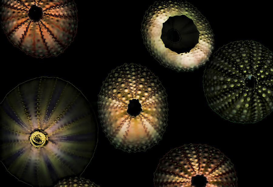 Seashells glowing Digital Art by Cathy Anderson