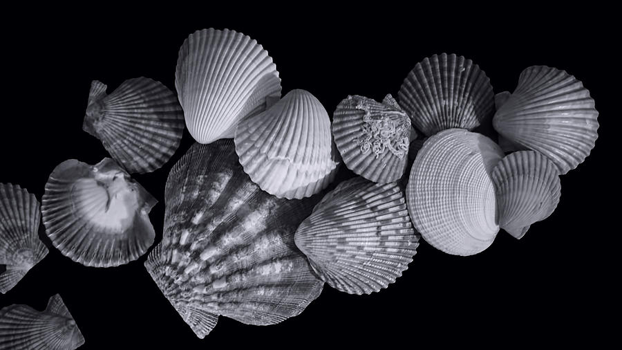 Seashells in BW  Photograph by Cathy Anderson