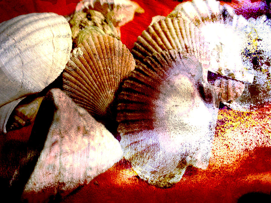 Seashells in Color Digital Art by Cathy Anderson