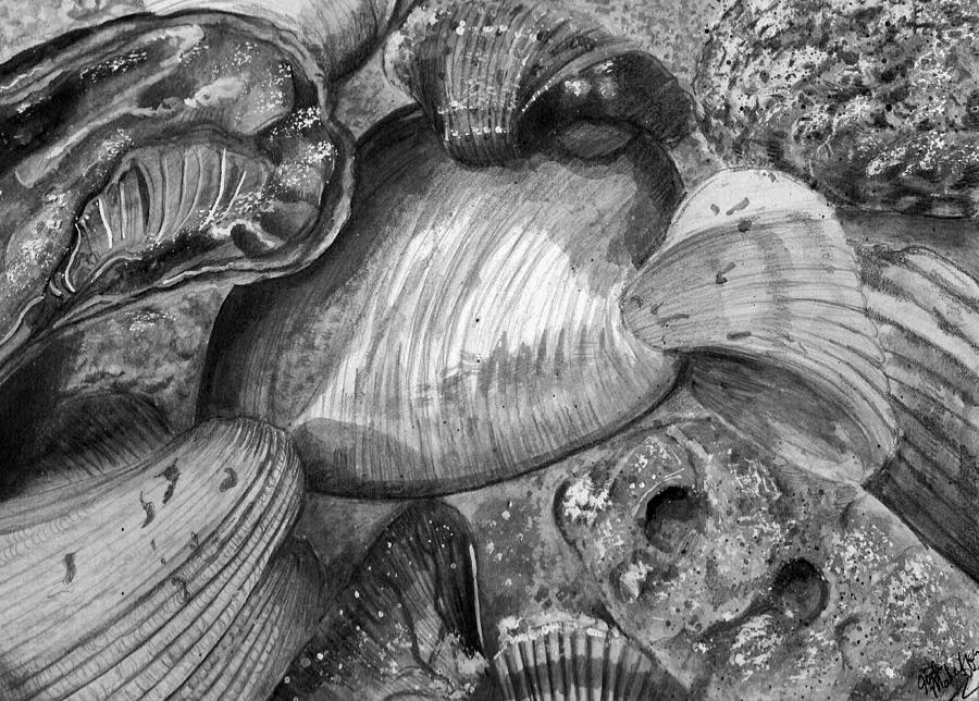 Seashells in graphite Drawing by Jodi Mahaffey