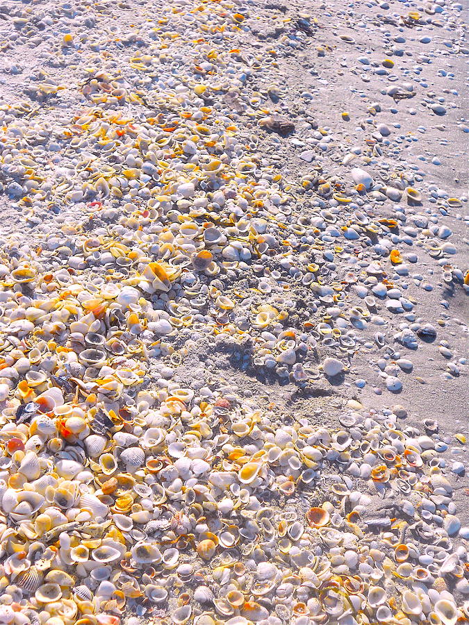 Seashells in Sanibel Island, Florida Photograph by Monique Wegmueller
