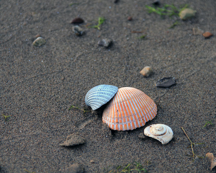Seashells in the Sand Photograph by Angela Murdock