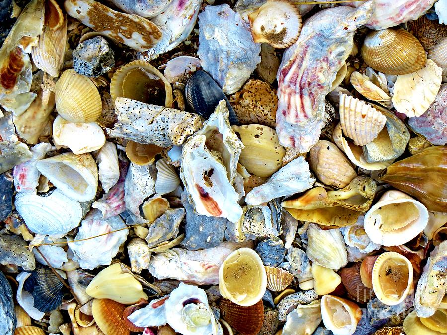 Seashells ll Photograph by Tim Townsend