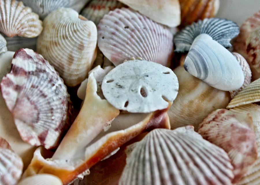Seashells Macro Photograph by Mary Pille