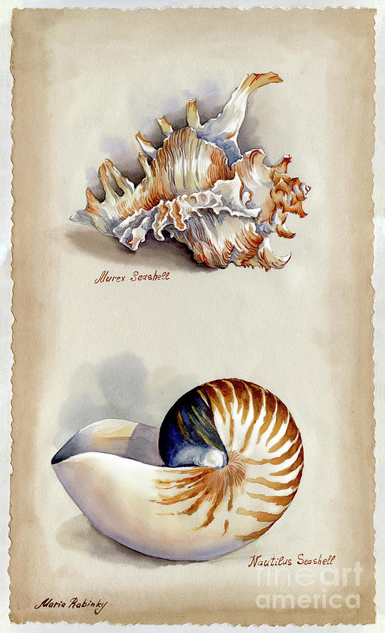 Seashells Murex and Nautilus Photograph by Maria Rabinky