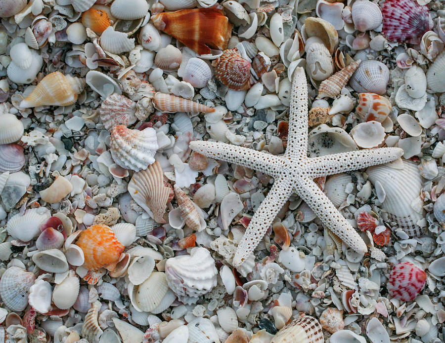 Seashells of Sanibell Island Photograph by Kyle Findley