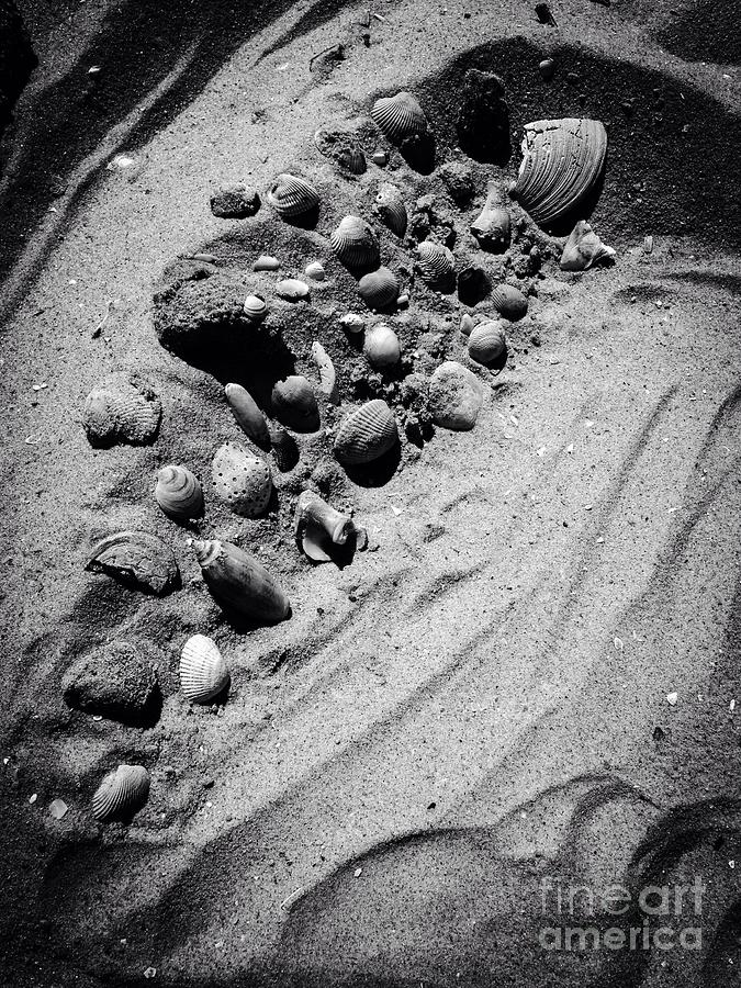 Seashells On The Beach Photograph
