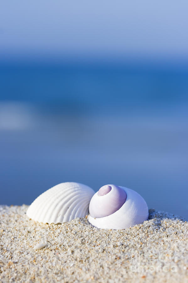 Seashells on the beach Photograph by MotHaiBaPhoto Prints
