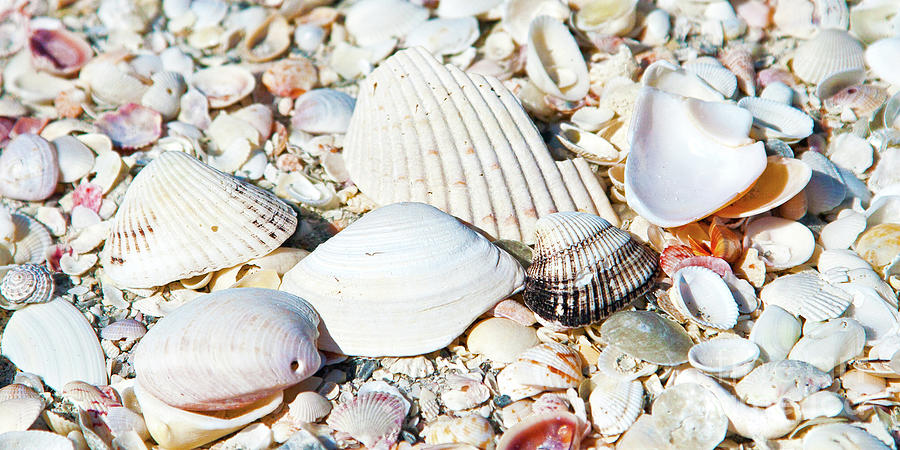 Seashells On The Beach On Vacation Photograph