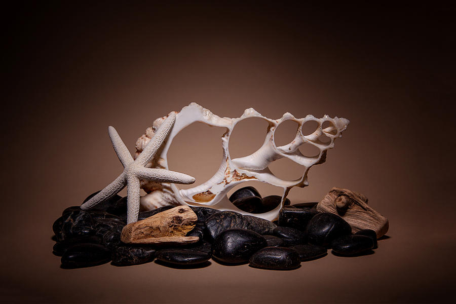 Seashells on the Rocks Photograph by Tom Mc Nemar