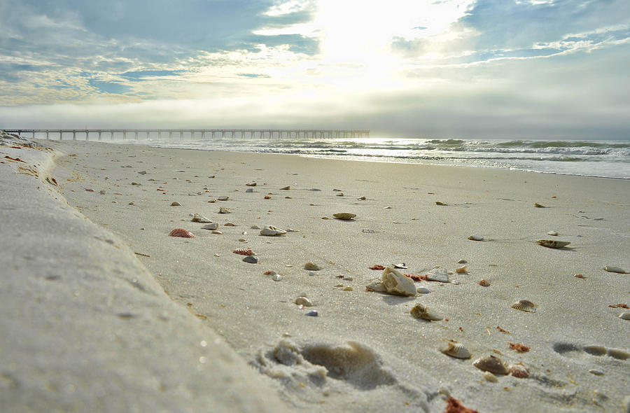 Seashells on the Seashore Photograph by Renee Hardison