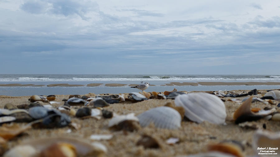 Seashells Seagull Seashore Photograph by Robert Banach